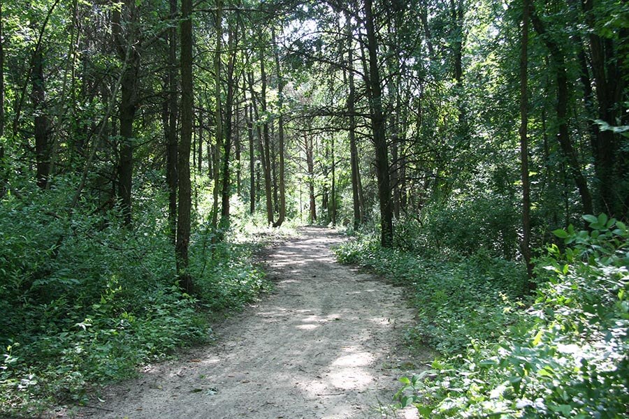 Natural Ecosystem: Stony Creek Park Essay