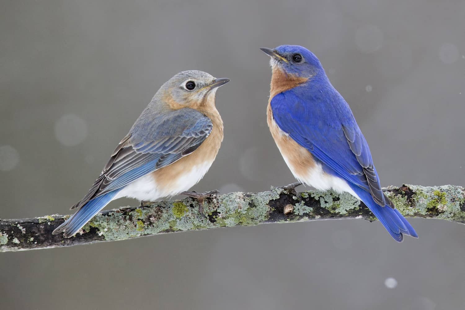 Bluebird with Funky Feathers - wide 7