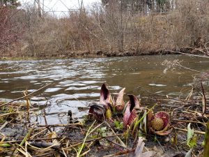 Ode to the Skunk Cabbage