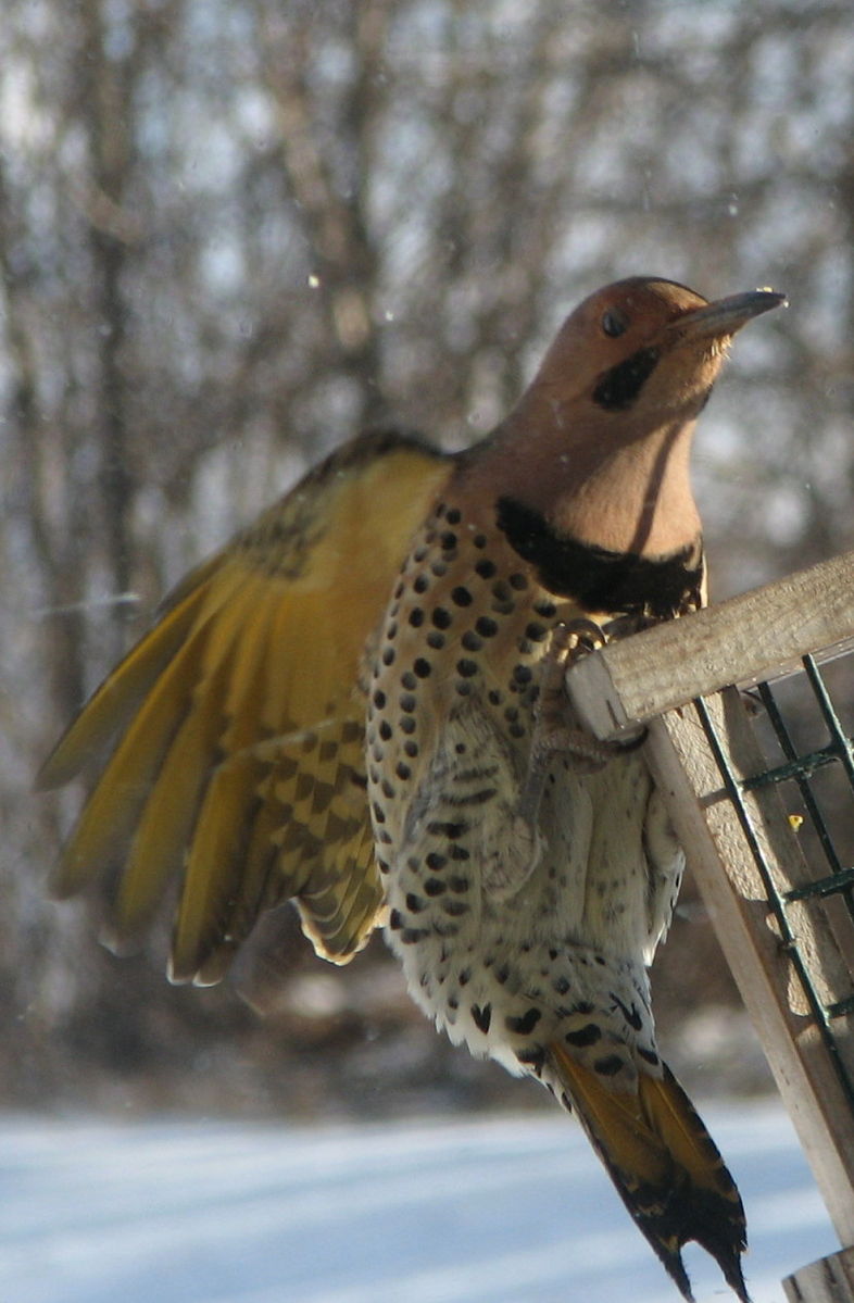 flicker woodpecker flicker woodpecker
