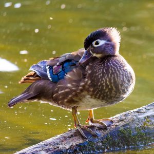 Female Wood Duck