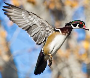 Male Wood Duck