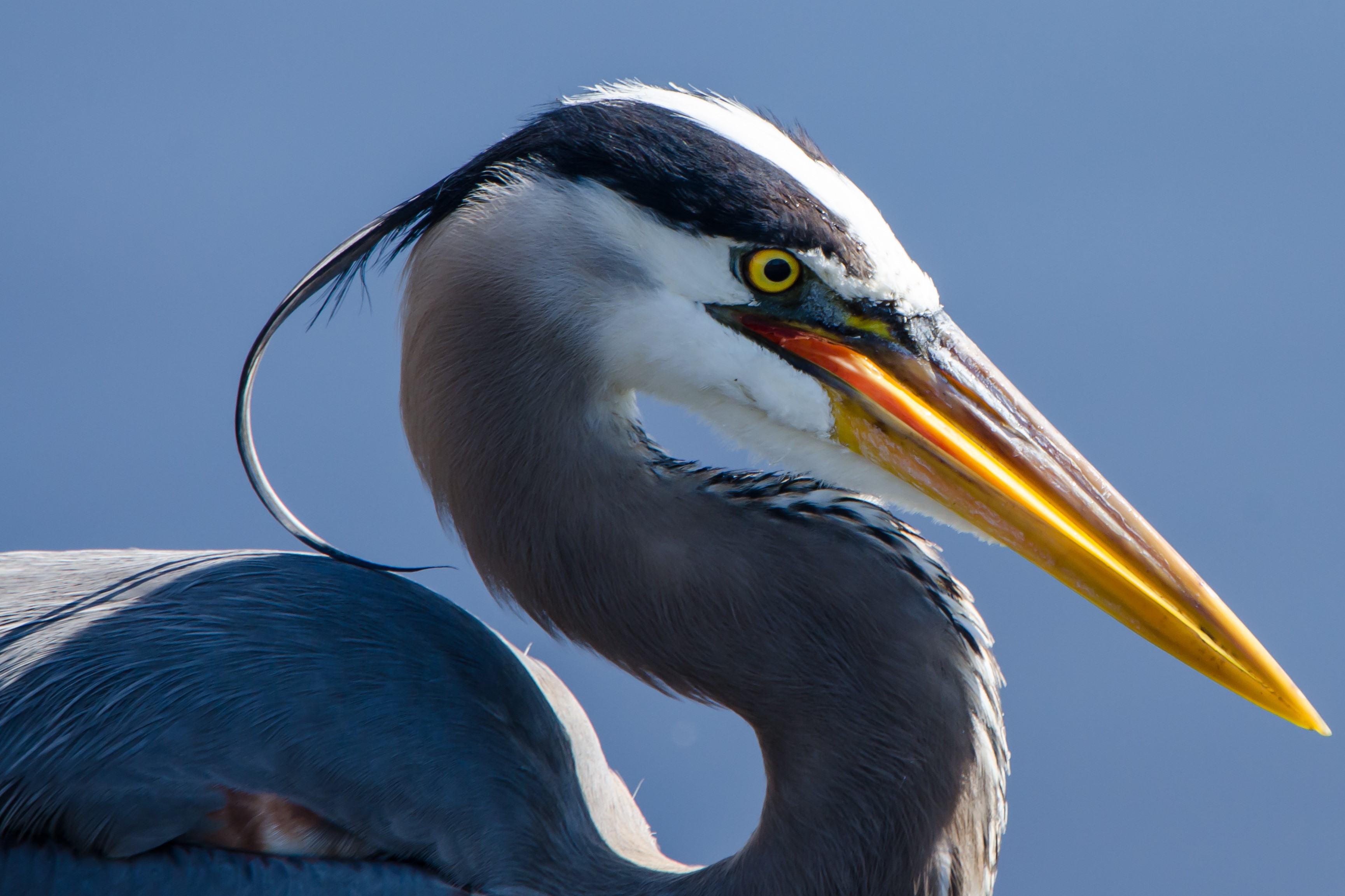 Bird Of The Week Great Blue Heron Huron Clinton Metroparks