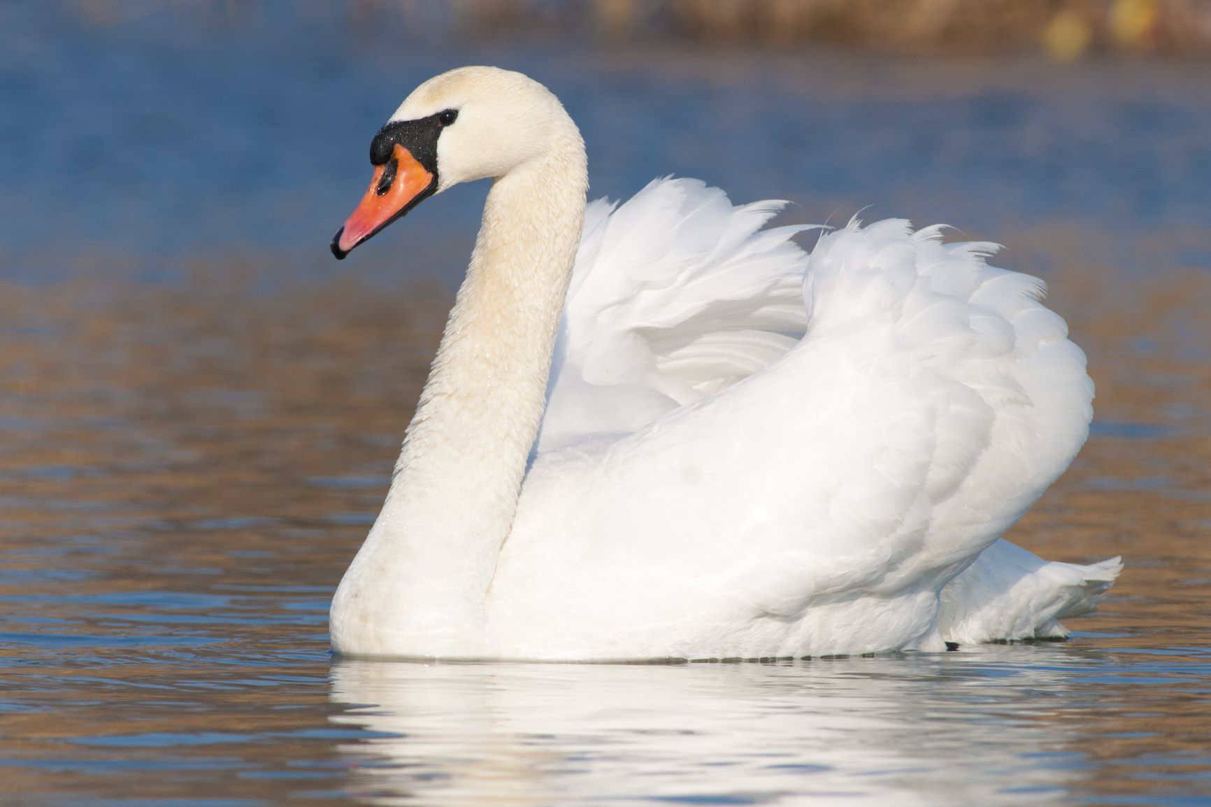 Bird Of The Week Mute Swan Huron Clinton Metroparks