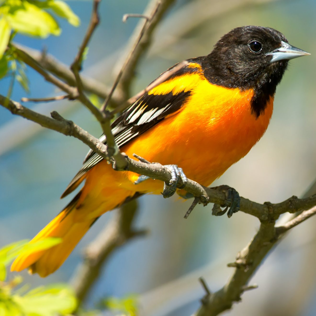 Bird of the Week: Baltimore Oriole Huron Clinton Metroparks Bird of the Week: Baltimore Oriole Huron Clinton Metroparks