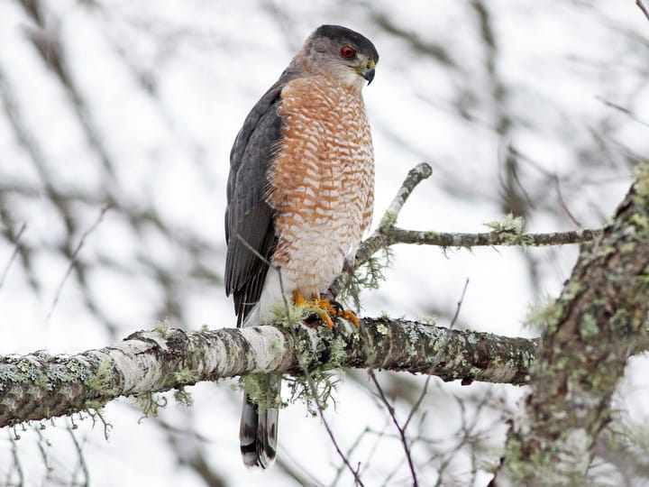 Bird of the Week Cooper’s Hawk HuronClinton Metroparks