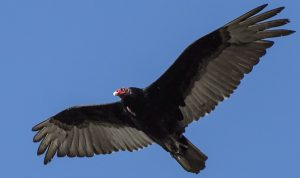 Turkey Vulture 