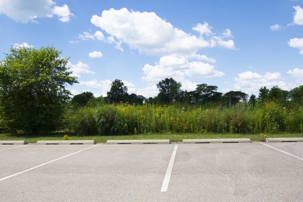 planted biswale shows plants immediately next to a paved parking lot