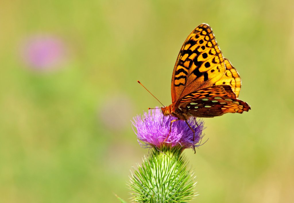 Regal Fritillary Butterfly drinking nectar from a New York Ironweed.