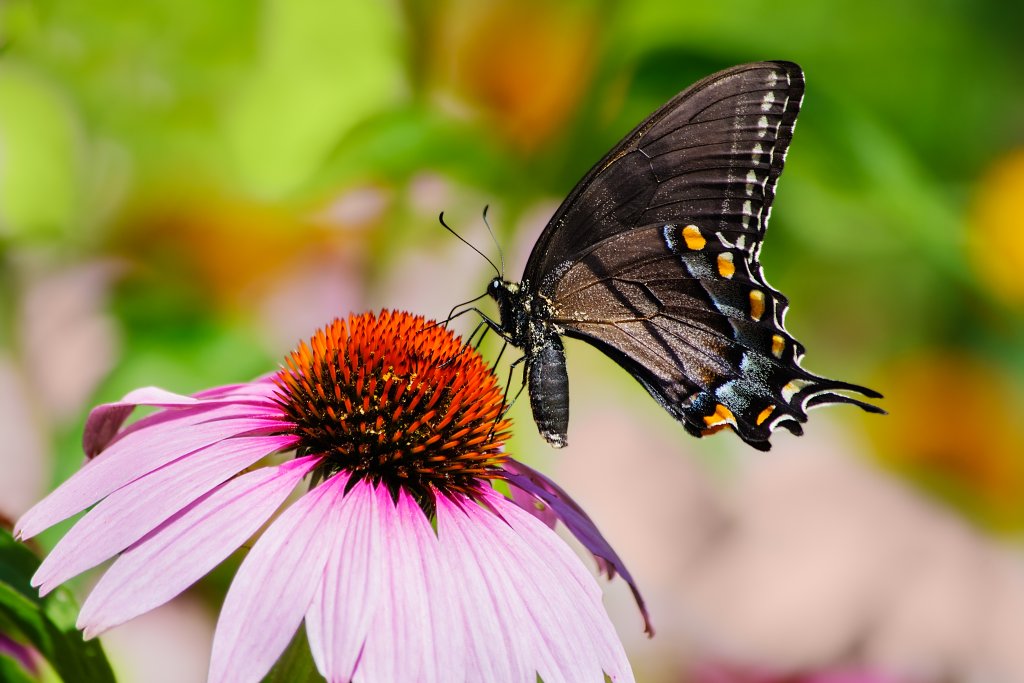 Female Tiger Swallowtail on a flower.