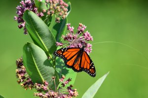 Monarch butterfly on a common milkweed plant