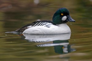 Barrow's goldeneye: a species of duck with brilliant yellow eyes