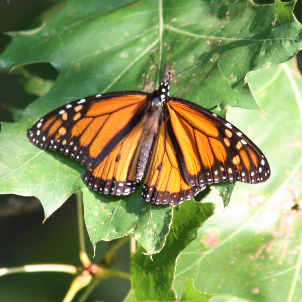 Monarch Butterfly on a leaf.