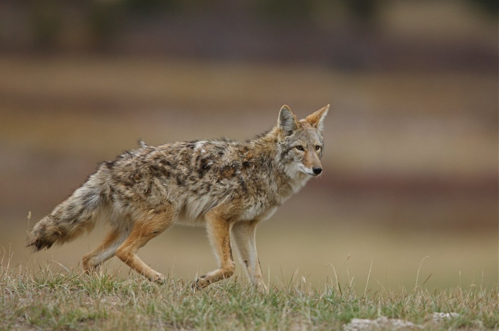 Coyote running in a field.