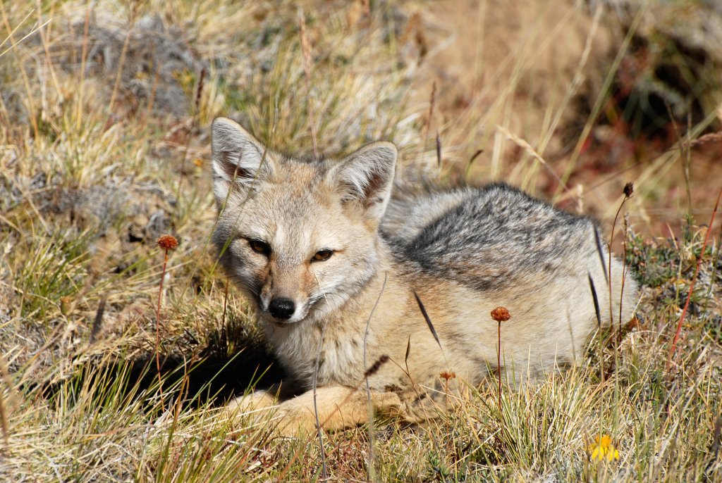 Gray fox laying on grass field.