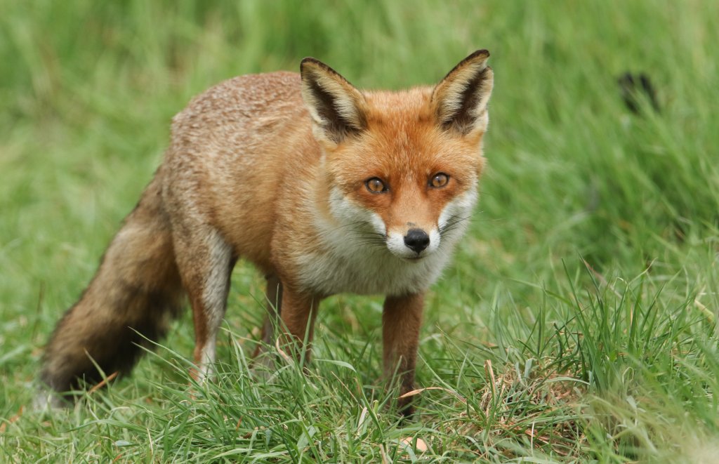 Red fox standing in a field.