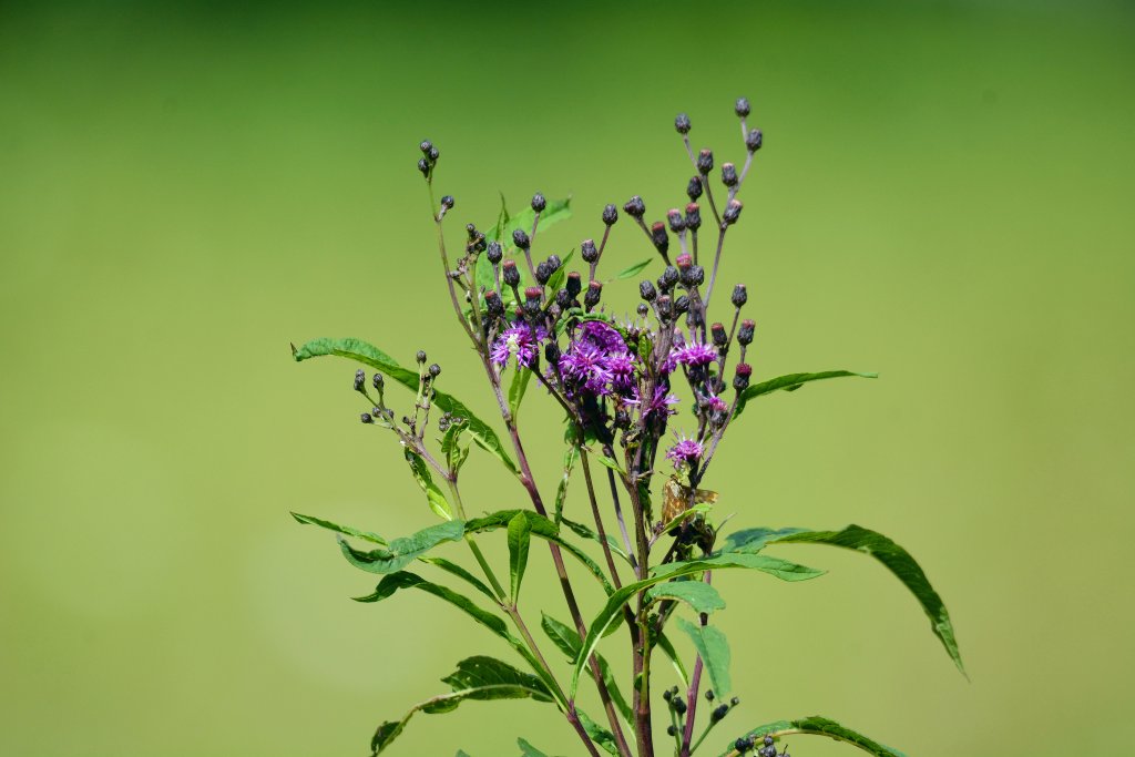 New York Ironweed plant.