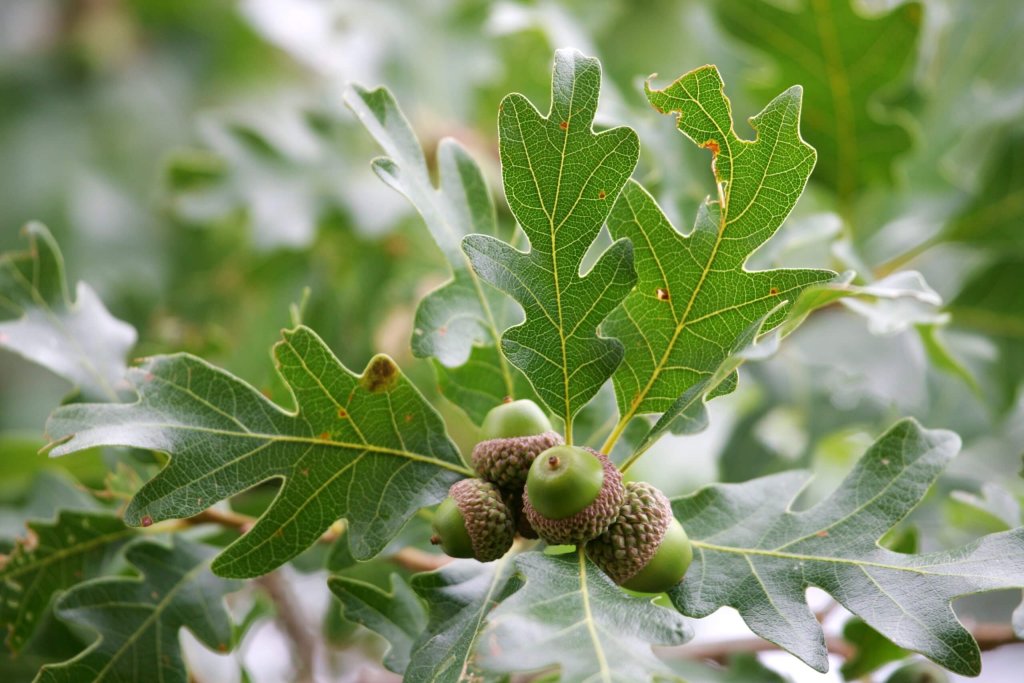 White Oak Acorns On A Branch