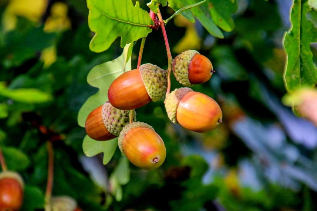 Acorns On A Branch