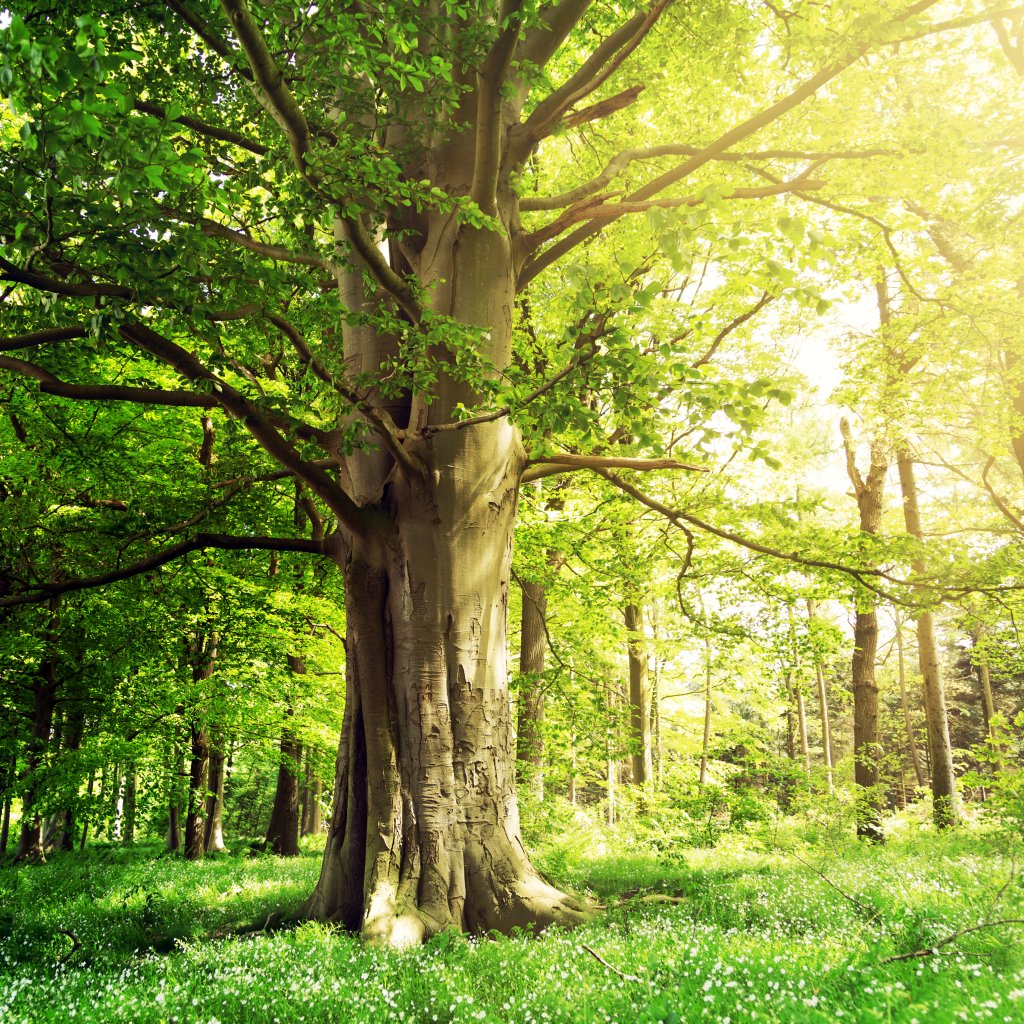 Beech tree in a grassy area.