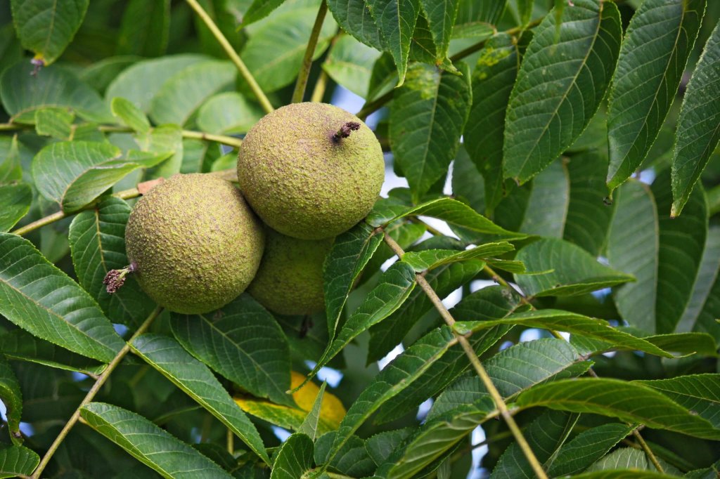 Black Walnuts On A Branch