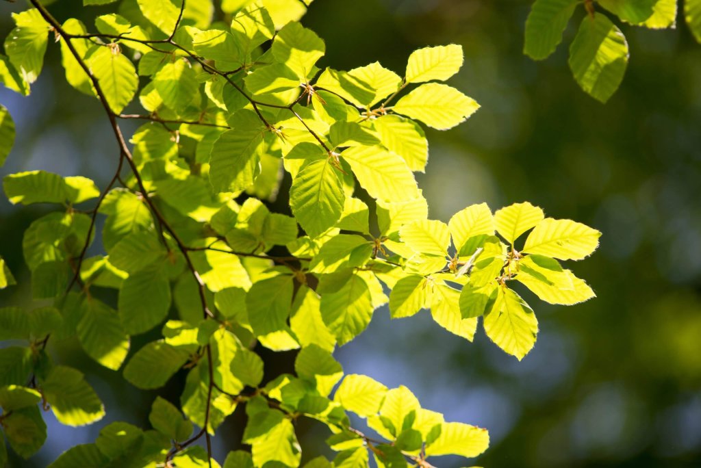 Leaves Of A Blue Beach Tree.