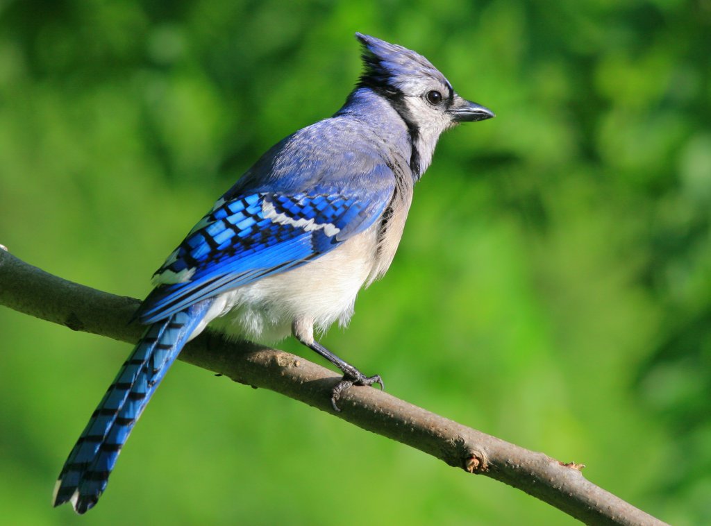 Male Blue Jay On A Tree Branch.