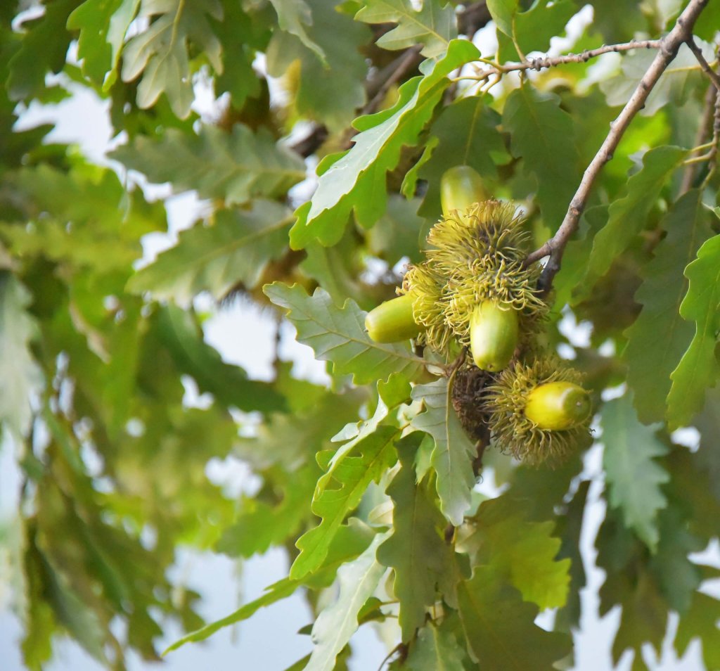 Bur Oak Acorns On A Branch.