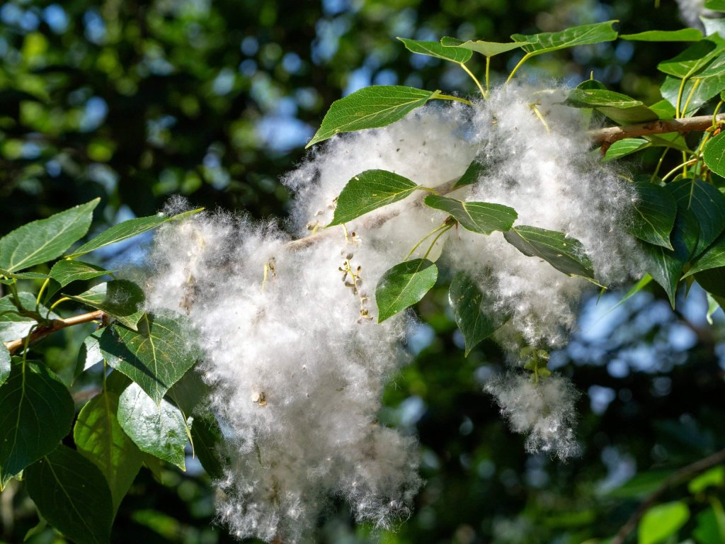Cottonwood Seeds On A Branch