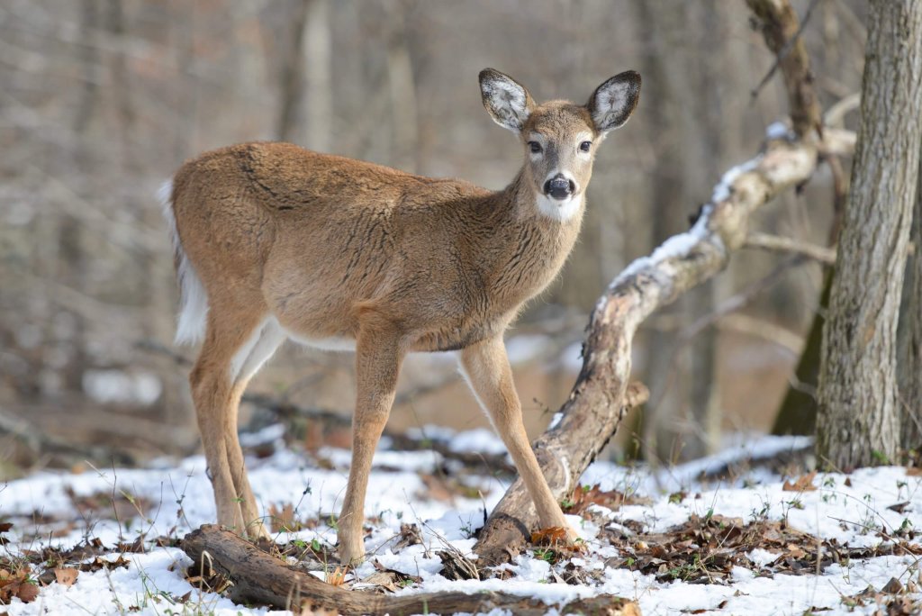 Female Deer In The Woods In Winter.