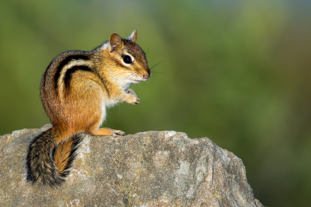 Eastern Chipmunk On A Rock.