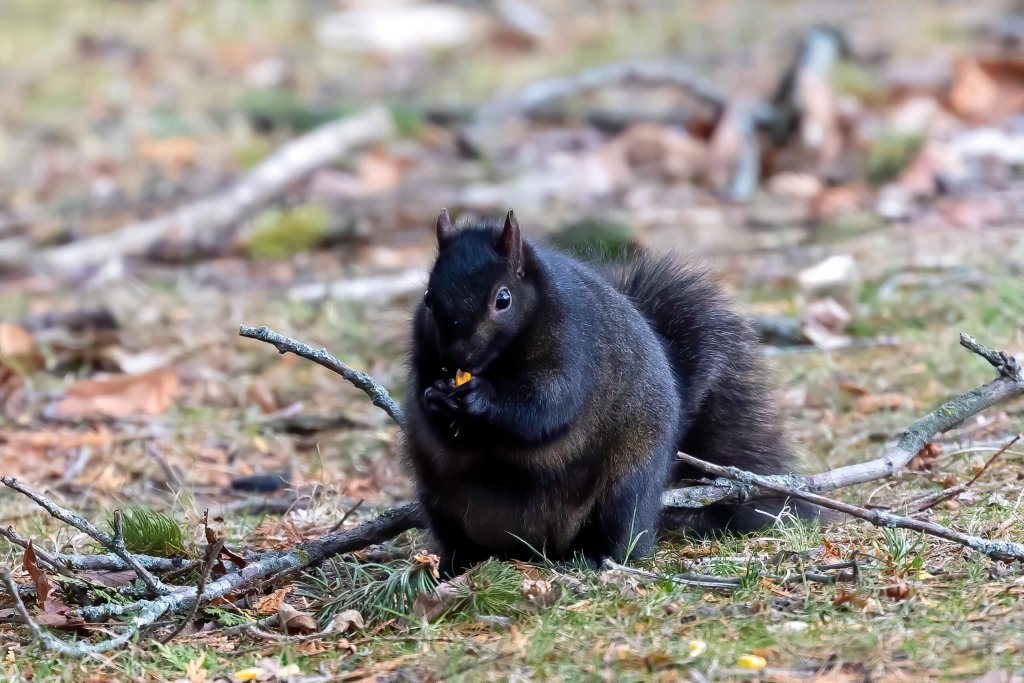 Eastern Gray Squirrel On The Ground Eating A Nut.