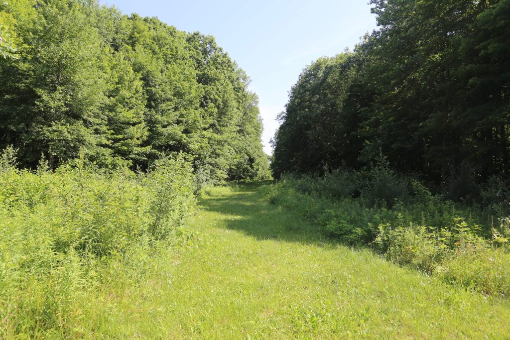 Grassy Trail With Vegetation On Each Side Of The Path.