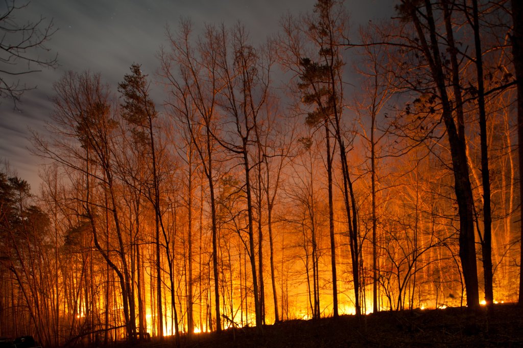 Forest fire with fire near the ground and smokey skies.