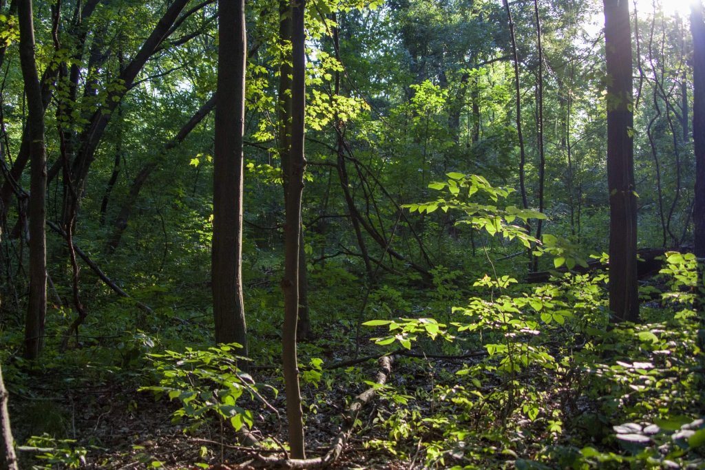 Forest With Trees And New Growth Vegetation.