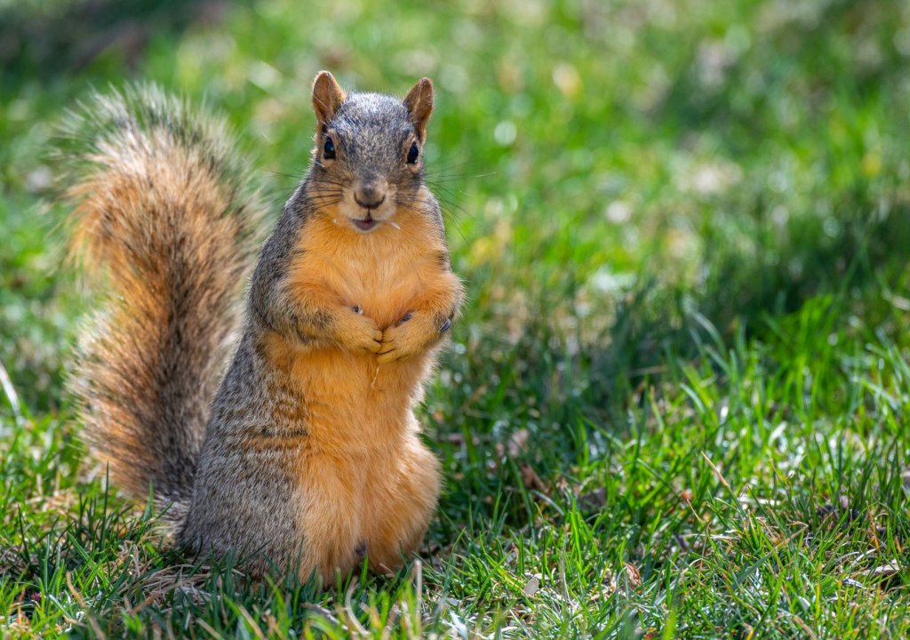 Fox Squirrel On Its Hind Legs On The Ground.