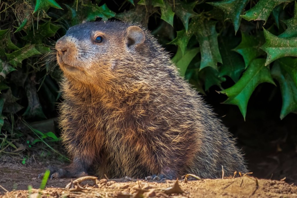 Groundhog Looking Out Of Its Hole.