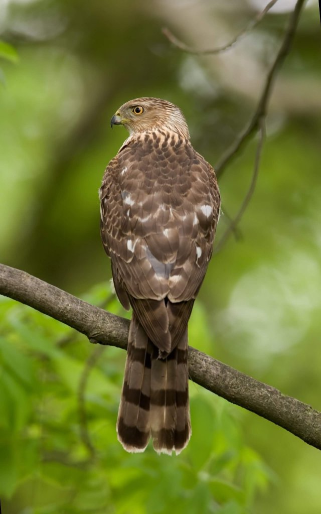 Cooper's Hawk sitting on a branch.