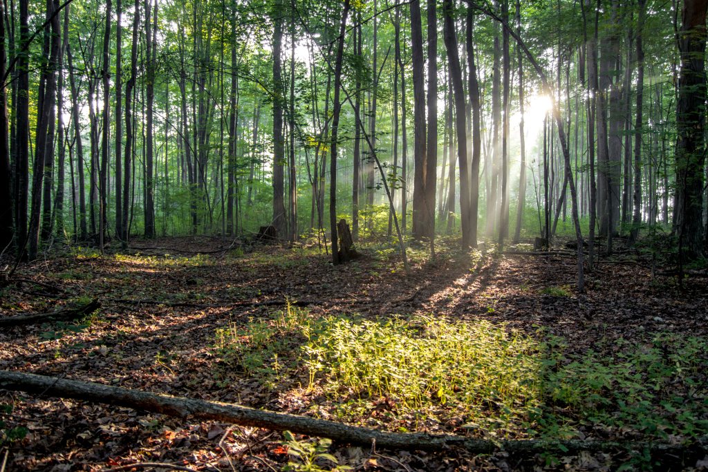 Mature forest with sun streaming in the through the trees.