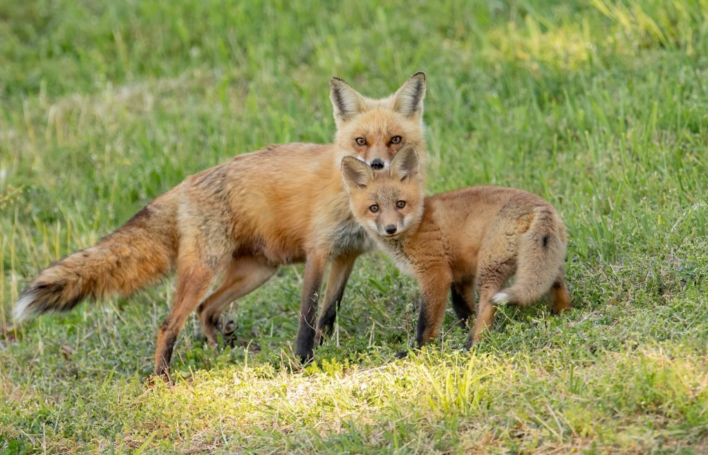 Red Fox Mom And Her Kit In A Field.