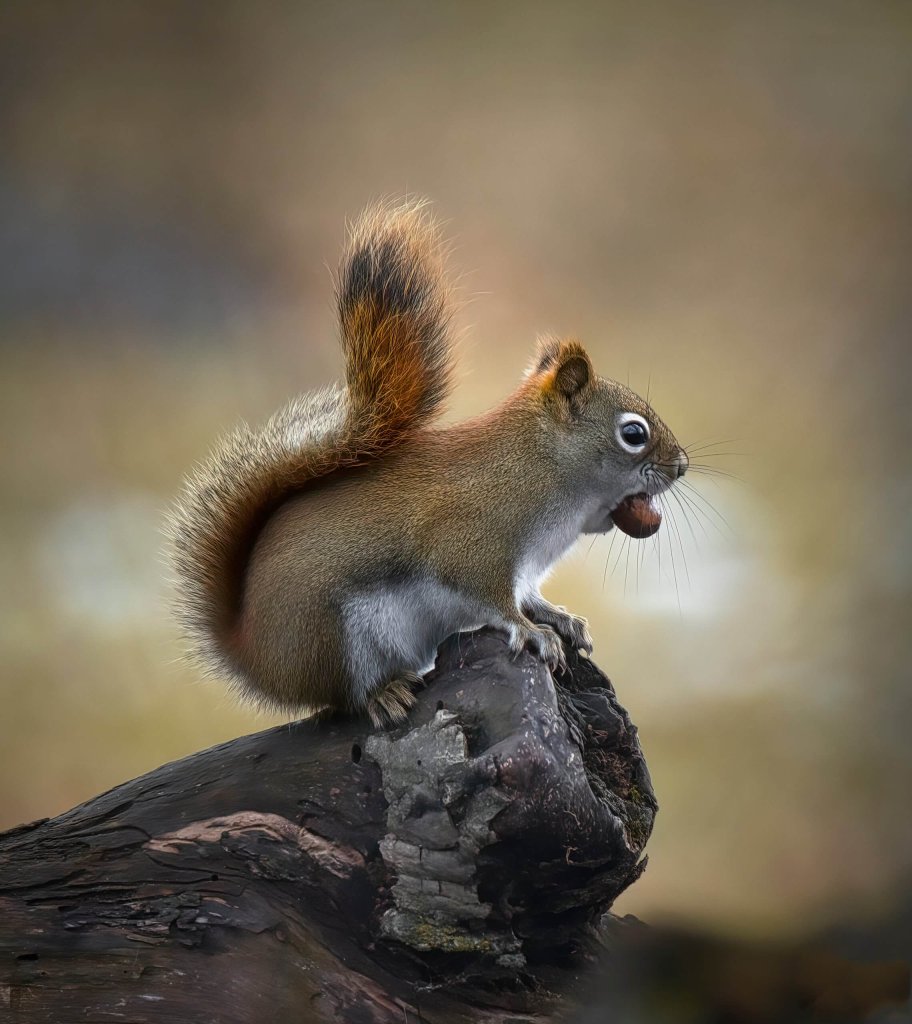 Red Squirrel On A Tree Stump With A Nut In Its Mouth.
