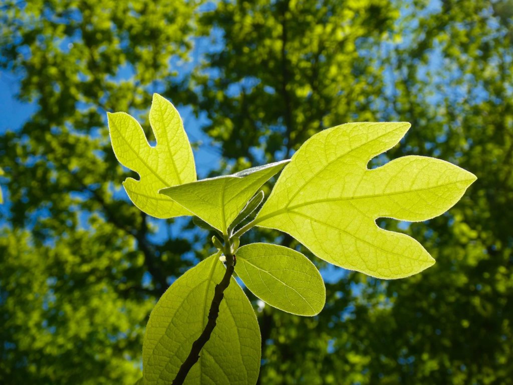 Sassafras Leaves At End Of Branch In Summer.