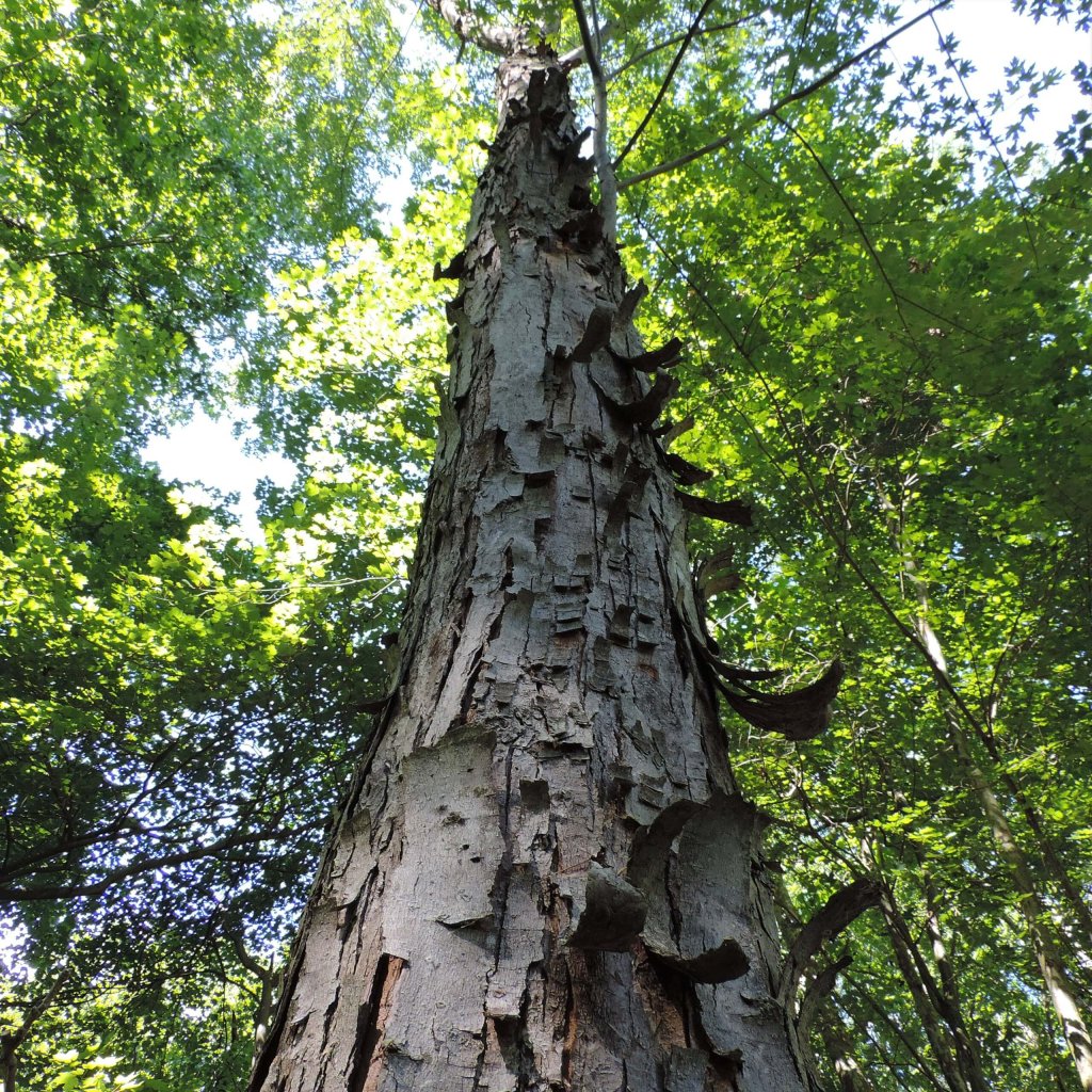 Shagbark Hickory Tree trunk showing bark peeling up.