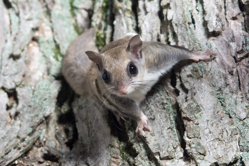 Southern Flying Squirrel On A Tree Trunk.