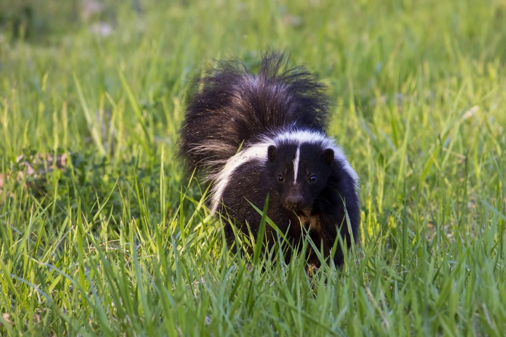 Striped Skunk Walking In A Field.