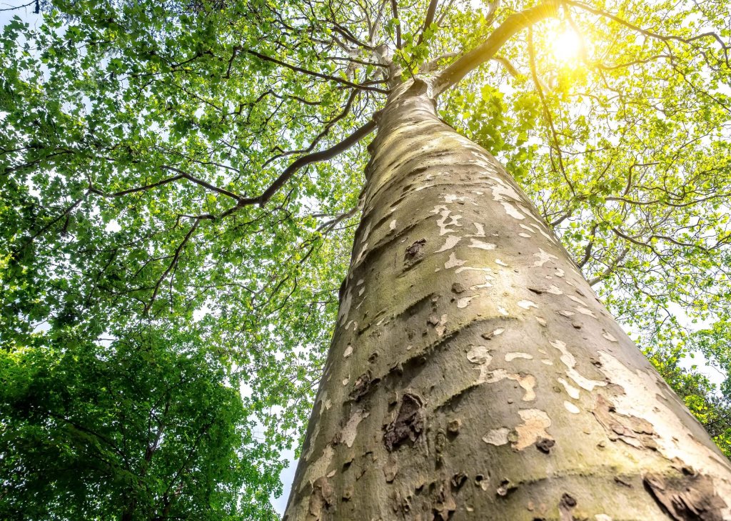 Sycamore Tree Trunk With View Of Branches And Leaves At The Top.