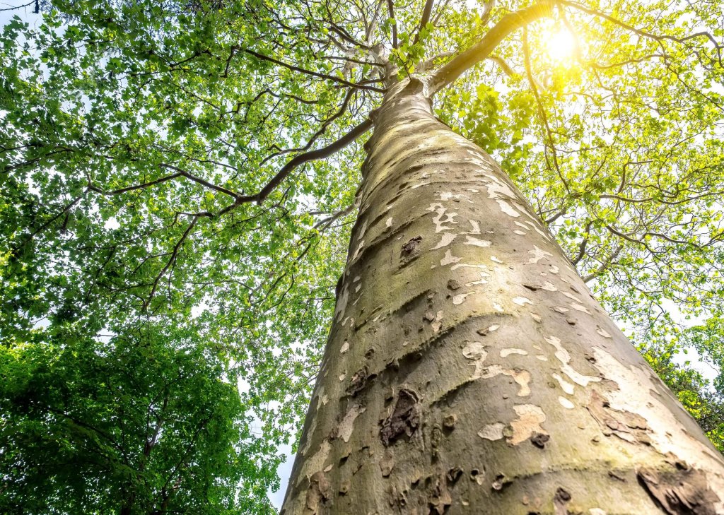 Sycamore Tree Trunk With View Of Branches And Leaves At The Top.