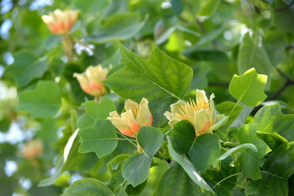 Tulip Tree Leaves With Blossoms.