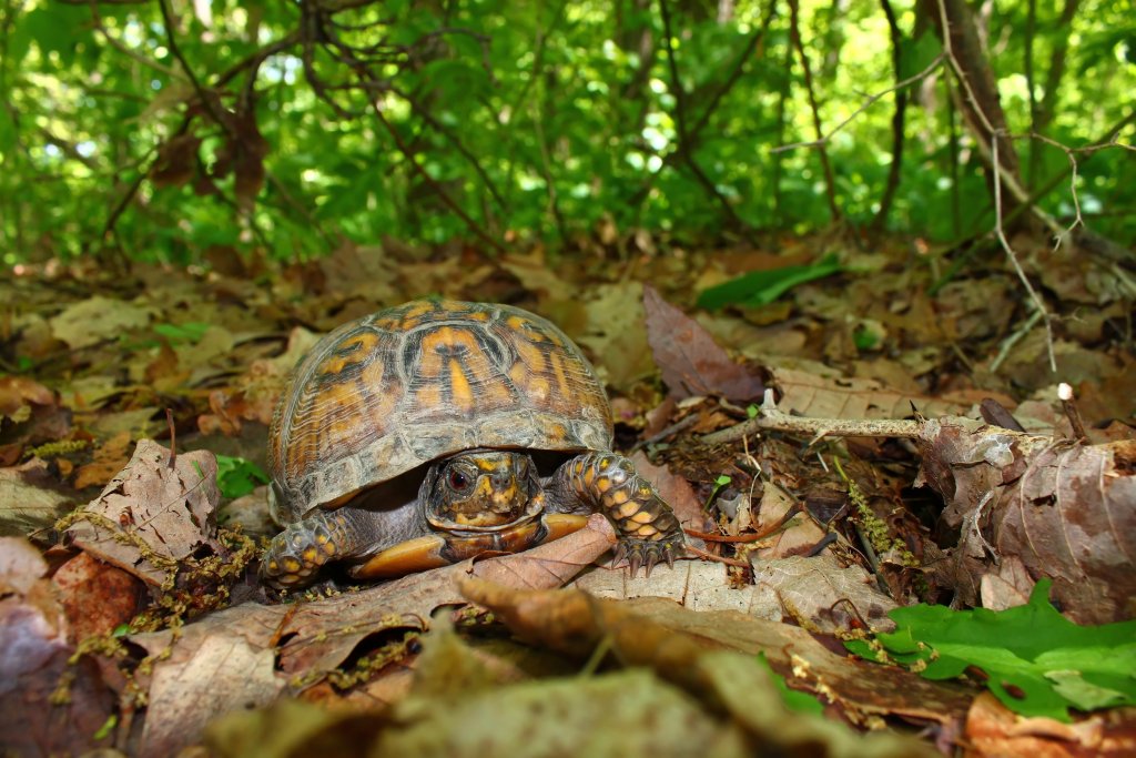 Box Turtle camouflaged in the leaves and debris of the woods ground.