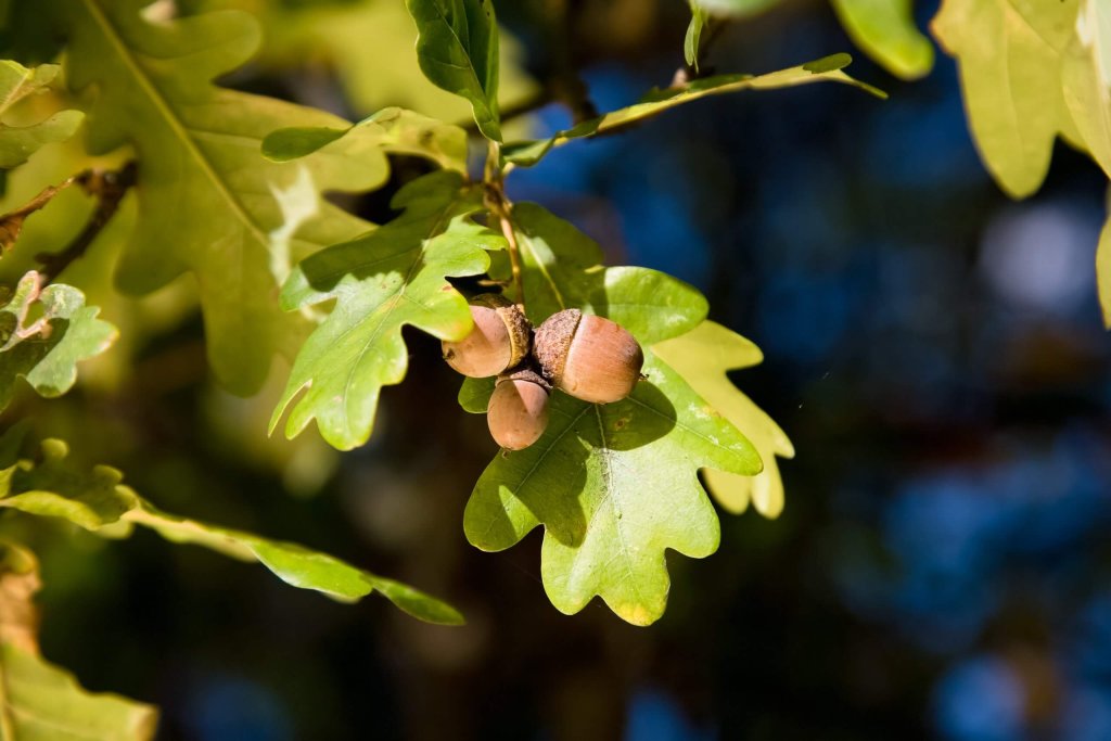 White Oak Tree Leaves With Acorns On A Branch.